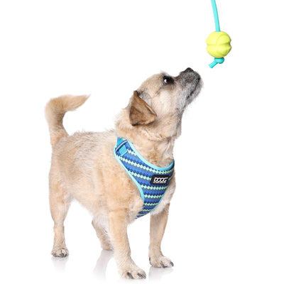 DOOG - All Weather 'Neoflex Dog Harness, Flexible Neoprene Breathable Mesh Padding Easy Fit Small, Medium, Large, XL Soft Comfortable 2 Point Adjustable Leash Training Run Walk Swim
